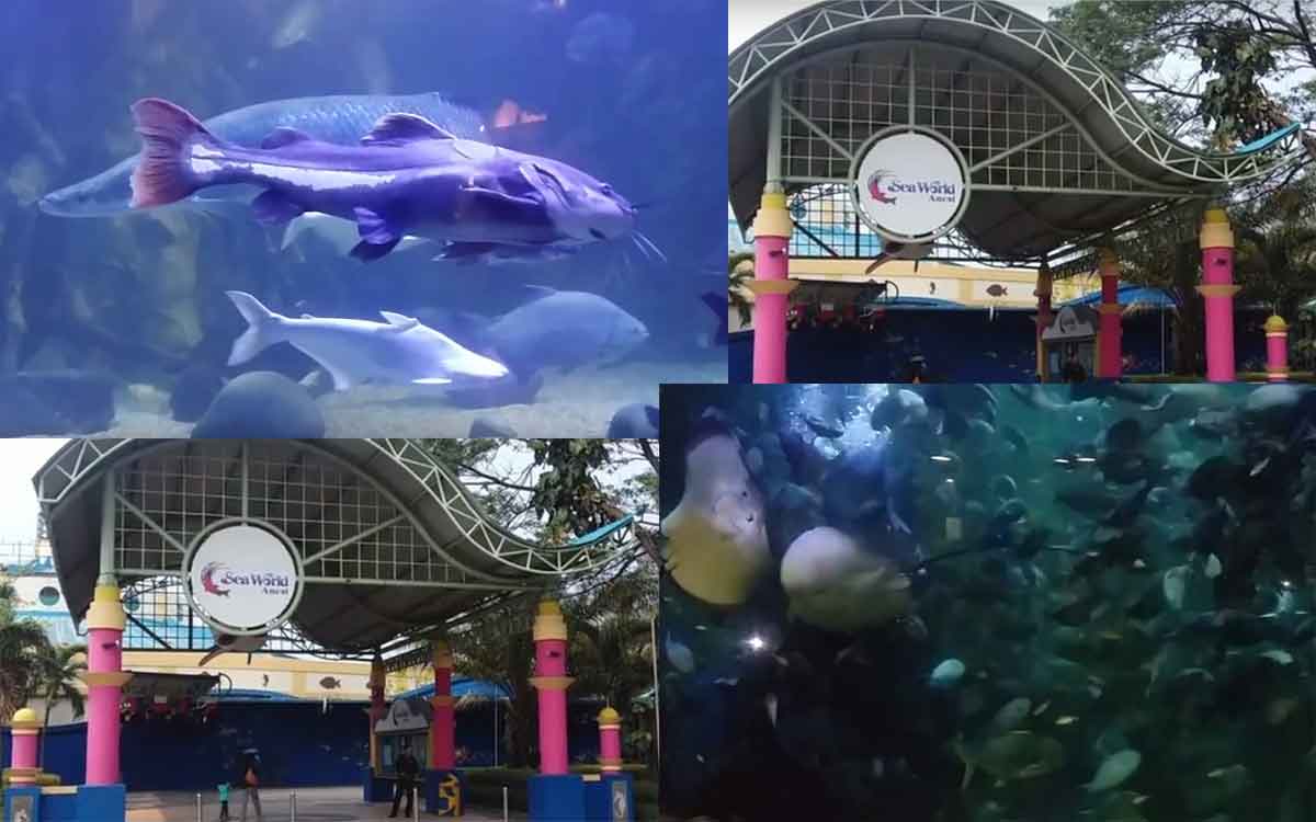 Featured image of post Harga Tiket Masuk Seaworld Seaworld Ancol Di akuarium utama pengunjung bisa menyaksikan 37 dari jumlah total spesies ikan laut yang telah ditemukan di seluruh