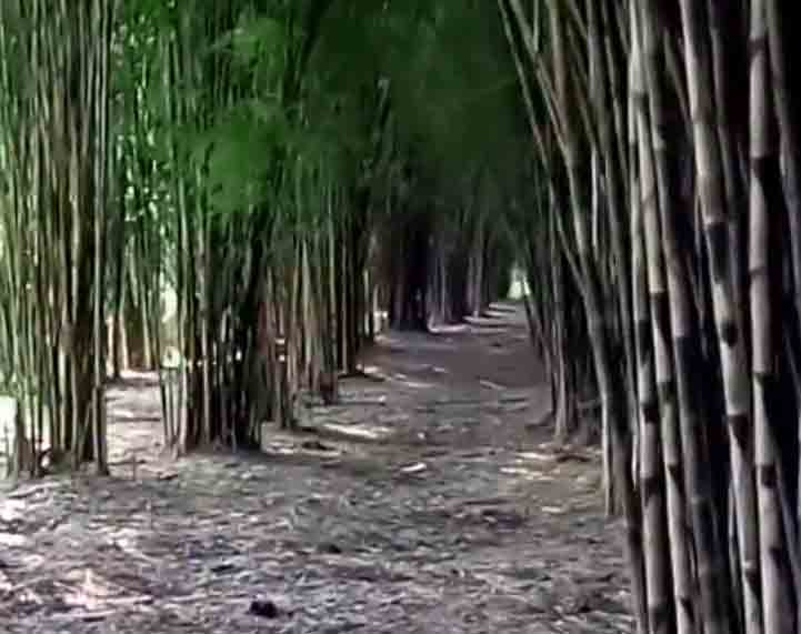 Wisata Murah Meriah Hutan Bambu Keputih Surabaya - Informasi Aktual
